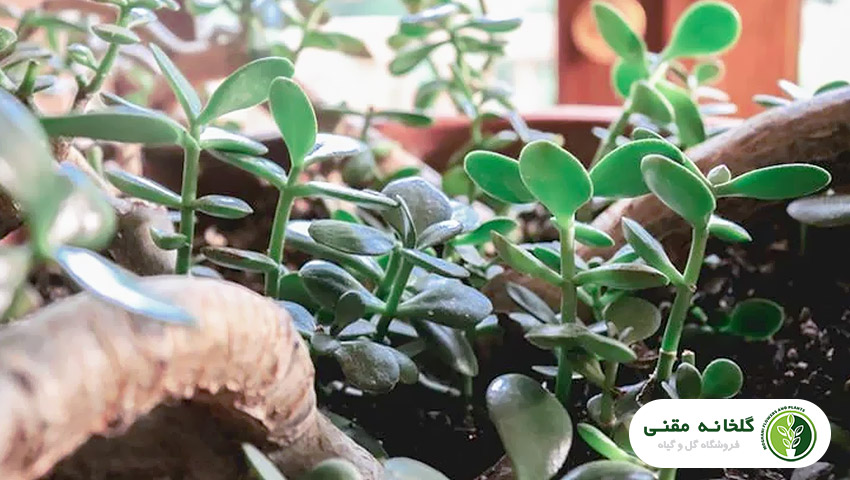 راهنمای کامل نگهداری و پرورش کراسولا خرفه‌ای (Crassula ovata)