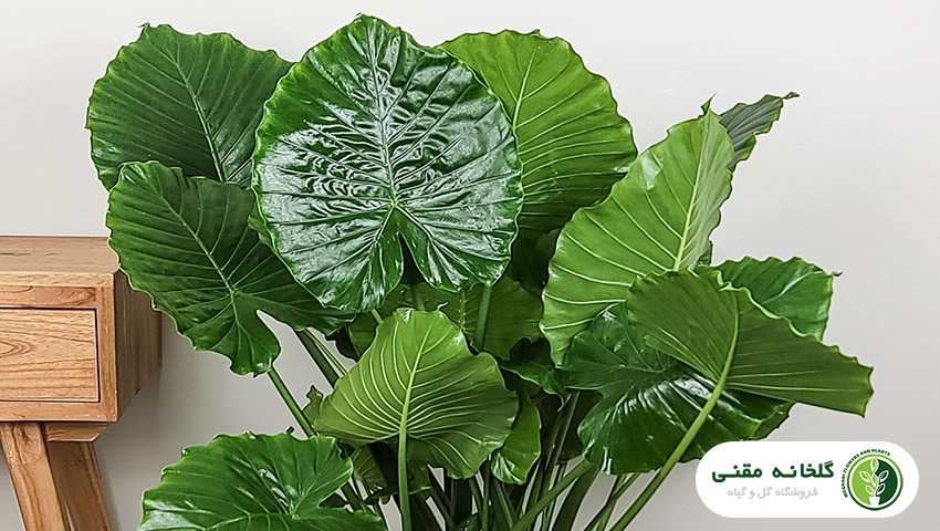 راهنمای جامع پرورش و نگهداری بابا آدم