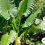 راهنمای جامع پرورش و نگهداری بابا آدم