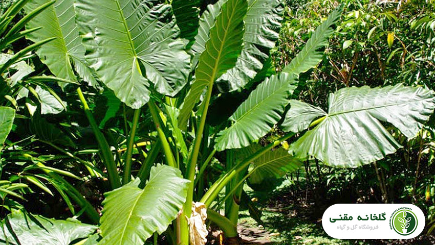 راهنمای جامع پرورش و نگهداری بابا آدم