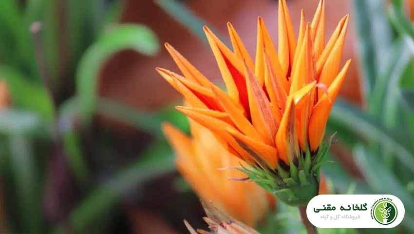 راهنمای کامل نگهداری و پرورش گازانیا