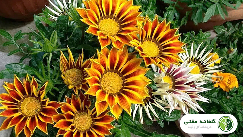راهنمای کامل نگهداری و پرورش گازانیا