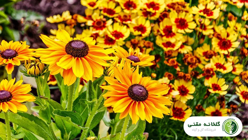 در اسفند ماه چه چیزی بکاریم؟
