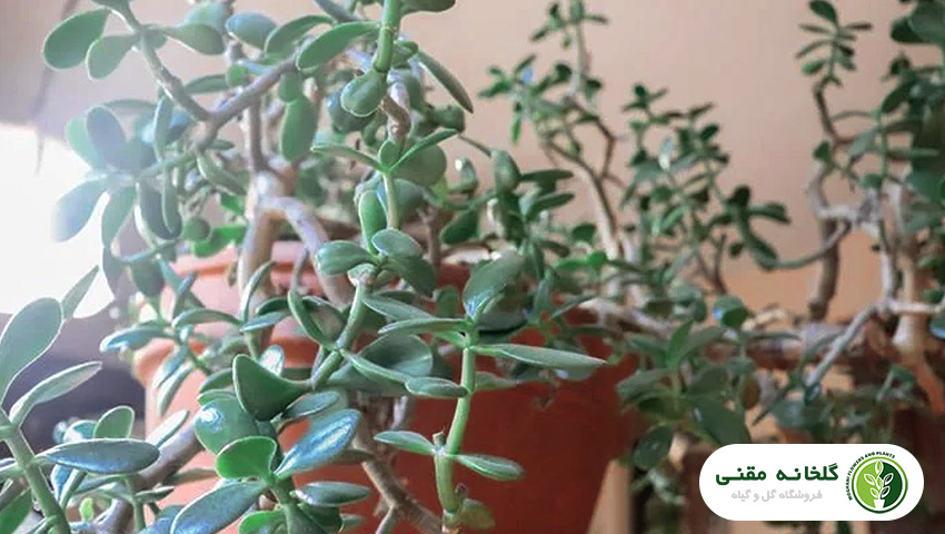 راهنمای کامل نگهداری و پرورش کراسولا خرفه‌ای (Crassula ovata)